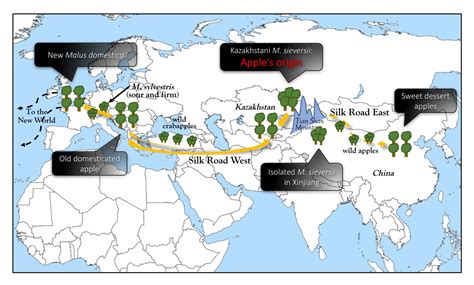 Apple's Evolutionary Map [IMAGE] | EurekAlert! Science News Releases