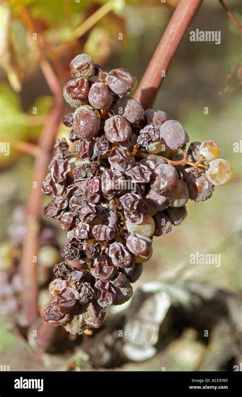 Semillon grapes with noble rot but mostly dried desiccated (passerille ...