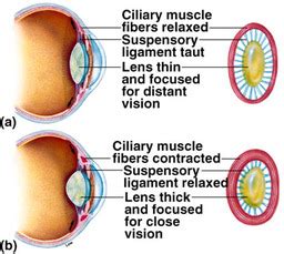 The Internal Structure - The Human Eye