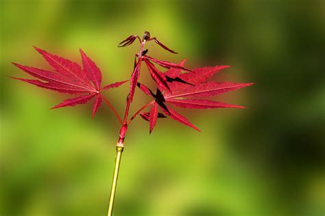 【红叶摄影图片】生态摄影_太平洋电脑网摄影部落