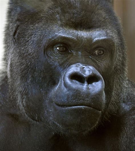 For 1st time in 46 years, "Handsome" gorilla makes species most popular at Japan zoo