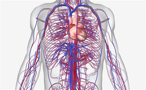 Cardiovascular System | Paper Planes