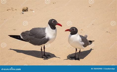 Two Laughing Gulls (Larus Atricilla) on South Padre Island Beach Stock Photo - Image of texas ...