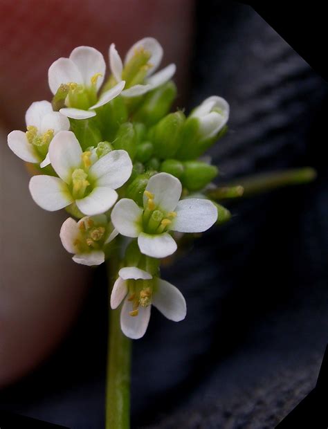 Lepidium sativum (Brassicaceae) image 5458 at