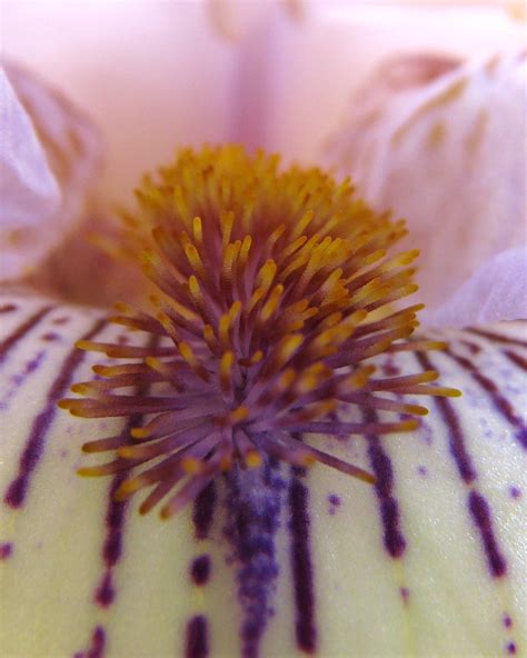 Bearded Iris | Care_SMC | Flickr