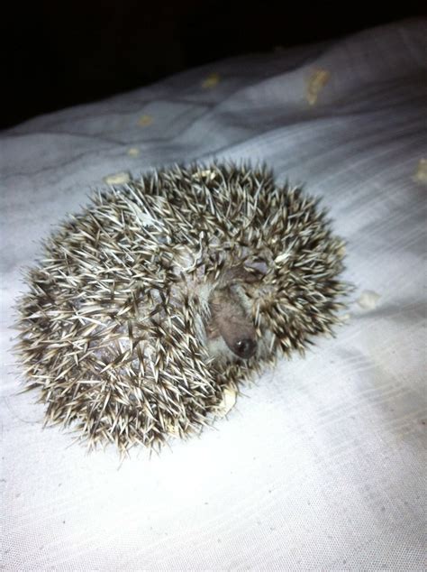 Sebastian 13/april/2013 | Salt&Pepper Hedgehog | Daniel Lourido | Flickr