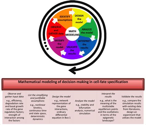 Visual diagram showing the basic steps of the modeling process [49,59].... | Download Scientific ...