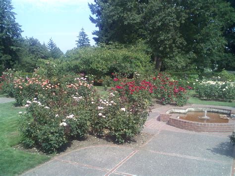 Portland Rose Garden, Portland, Oregon. – Shane's Blog