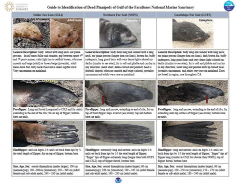 Resources - Marine Mammal Anatomy & Pathology Library (MMAPL)