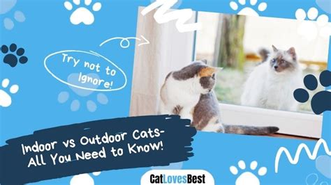 Indoor vs Outdoor Cats - All You Need to Know!