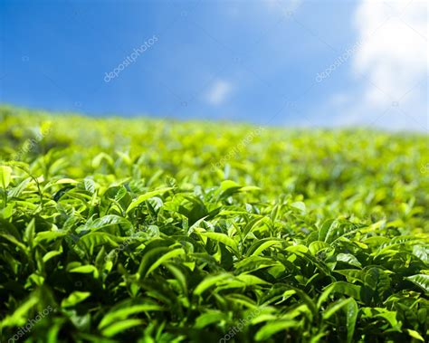 Tea plantation Cameron highlands, Malaysia — Stock Photo © Iakov #5432453