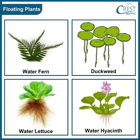 Adaptations in Plants Class 4 Notes | Science Olympiad