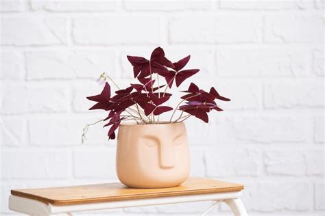 Oxalis care: Everything you need to know! | PLNTS.com