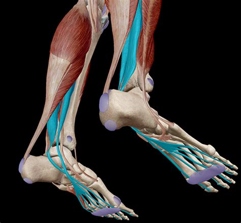 Learn Muscle Anatomy: Muscles of Plantarflexion