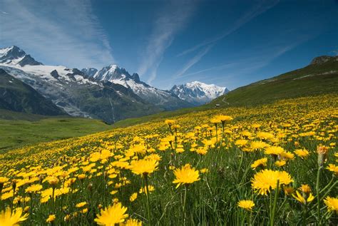 Meadow of Yellow Flowers and Mountains | Took this photo for… | Flickr