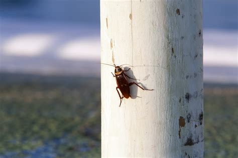 Everything You Need To Know About Palmetto Bugs (2024) | Today's Homeowner