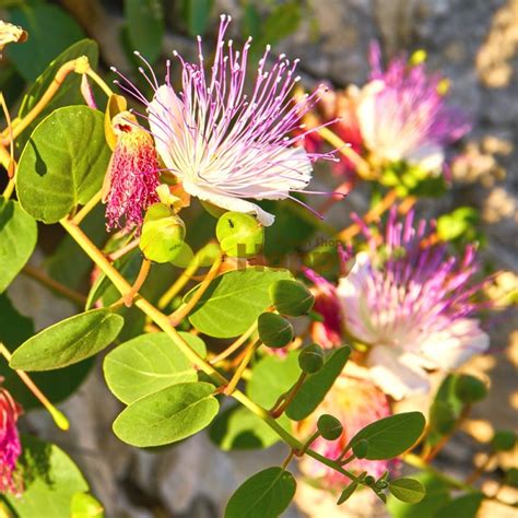 Caper bush seeds (Capparis spinosa) | Happy Green Shop