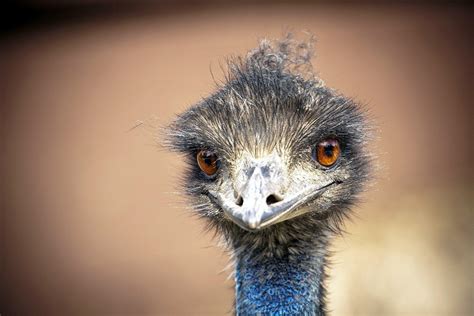 Emu Wallpapers - Wallpaper Cave