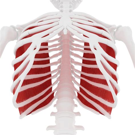 Thoracic Ring Approach – the missing link when assessing the whole body ...