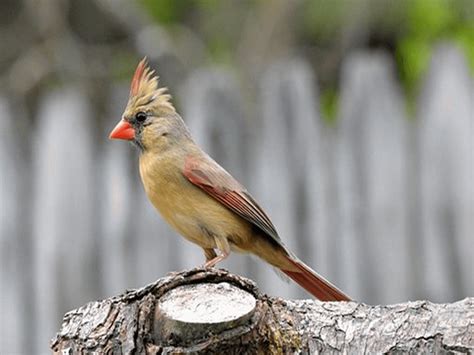 Female Cardinals Bird - What Do Female Cardinals Look Like? [ Including ...