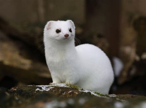 Climate change has left some weasels with mismatched camouflage | The ...