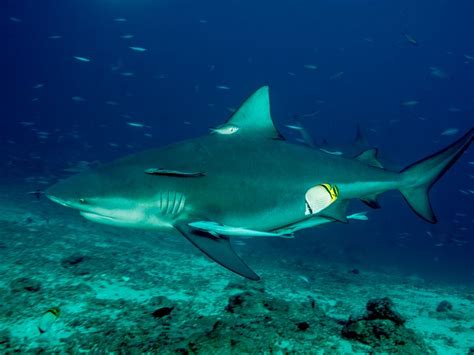 Man survives 'head-on' bull shark attack at nudist beach in Australia