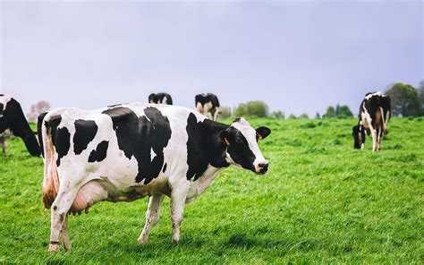 Startup that aims to boost dairy cows' health nabs $20 million investment | The Times of Israel