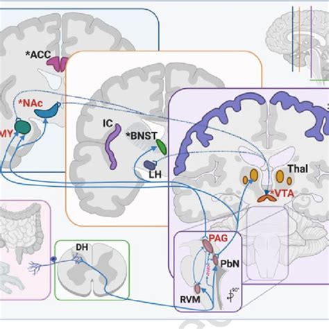 Evidence for increased dynorphin or KOR function or expression in... | Download Scientific Diagram