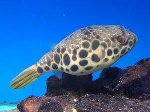 Spotted Congo Puffer (Tetraodon schoutedeni) - The Free Freshwater and Saltwater Aquarium ...