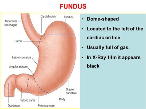 Cardiac Orifice Esophagus