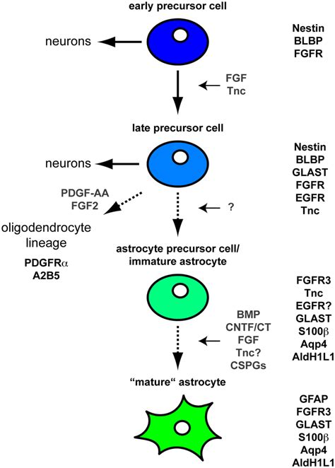 Differentiation of astrocytes during CNS development Schematic ...