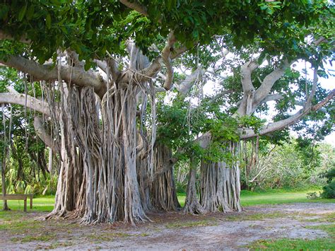 Hugh Taylor Birch State Park | Florida Hikes!