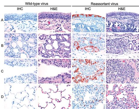 Figure 4 - Possible Increased Pathogenicity of Pandemic (H1N1) 2009 Influenza Virus upon ...