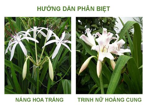 Cao Trinh nữ hoàng cung | Cao dược liệu nguyên chất: Phân biệt trinh nữ hoàng cung và các cây dễ ...