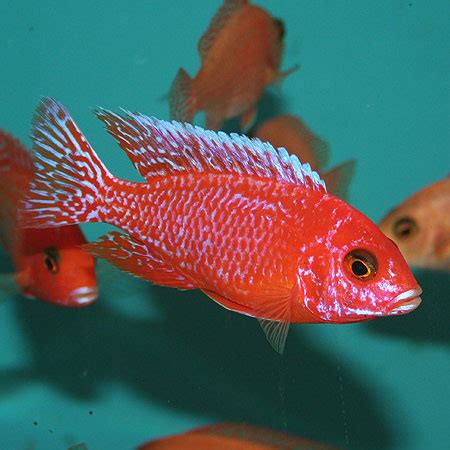 Strawberry Peacock 4/6cm - Aquatics To Your Door