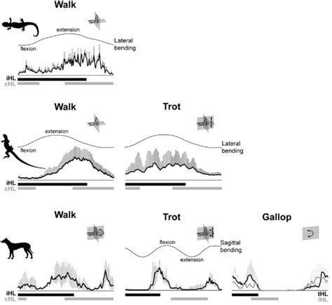 Activity patterns and hypothesized functions of the epaxial muscles in ...