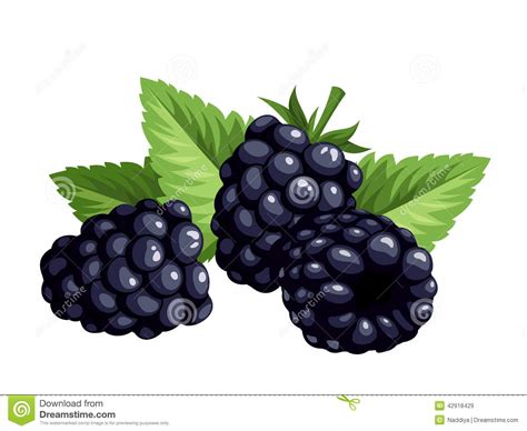 Black berries clipart 20 free Cliparts | Download images on Clipground 2024