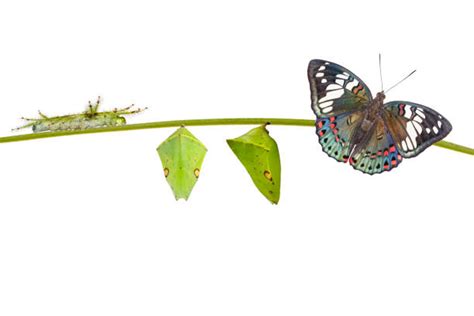 Buckeye Butterfly Stock Photos, Pictures & Royalty-Free Images - iStock