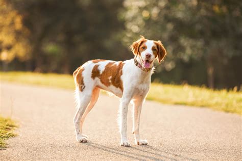 Brittany Spaniel Pros And Cons - Exercise | Recall | Training | Shedding