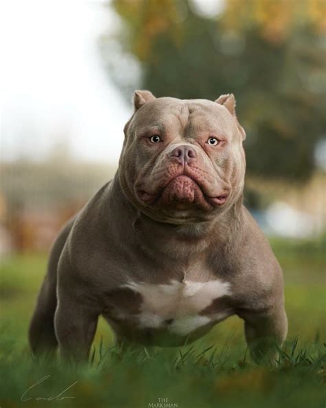 17 Tiny Full Grown American Bully Picture HD - Bleumoonproductions