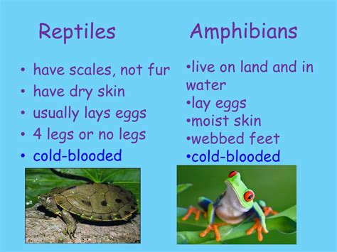 Ppt Amphibians And Mammals Powerpoint Presentation Free