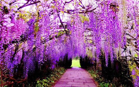 Wisteria Flowers Wallpapers - Wallpaper Cave