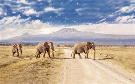 Download wallpapers elephants, road, Amboseli National Park, Kenya, Africa for desktop free ...