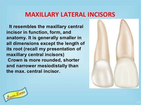 Permanent maxillary lateral incisors