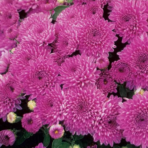 1.75-Gallon Purple Purple Mum in Planter (L17744) at Lowes.com