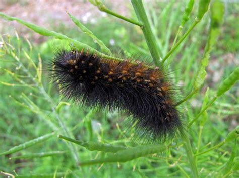 Pin on Butterfies