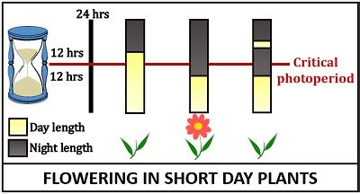 What is Photoperiodism? Definition, Types, Mechanism & Induction - Biology Reader