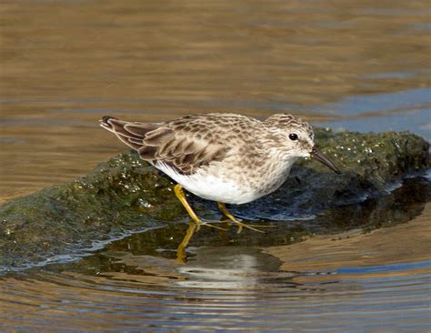 Least Sandpiper | San Diego Bird Spot