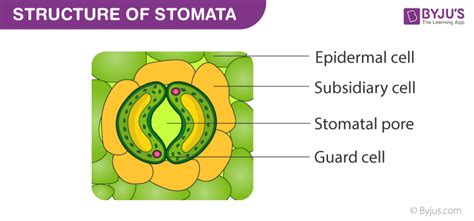 Stomata- Structure, Functions, Types & Mechanism of Stomata