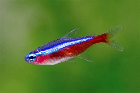 Cardinal Tetra Fish Care: Size, Lifespan, Tank Mates, Breeding & More